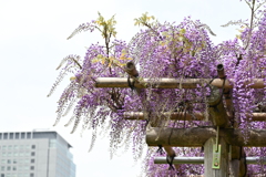 亀戸天神の藤棚その１３