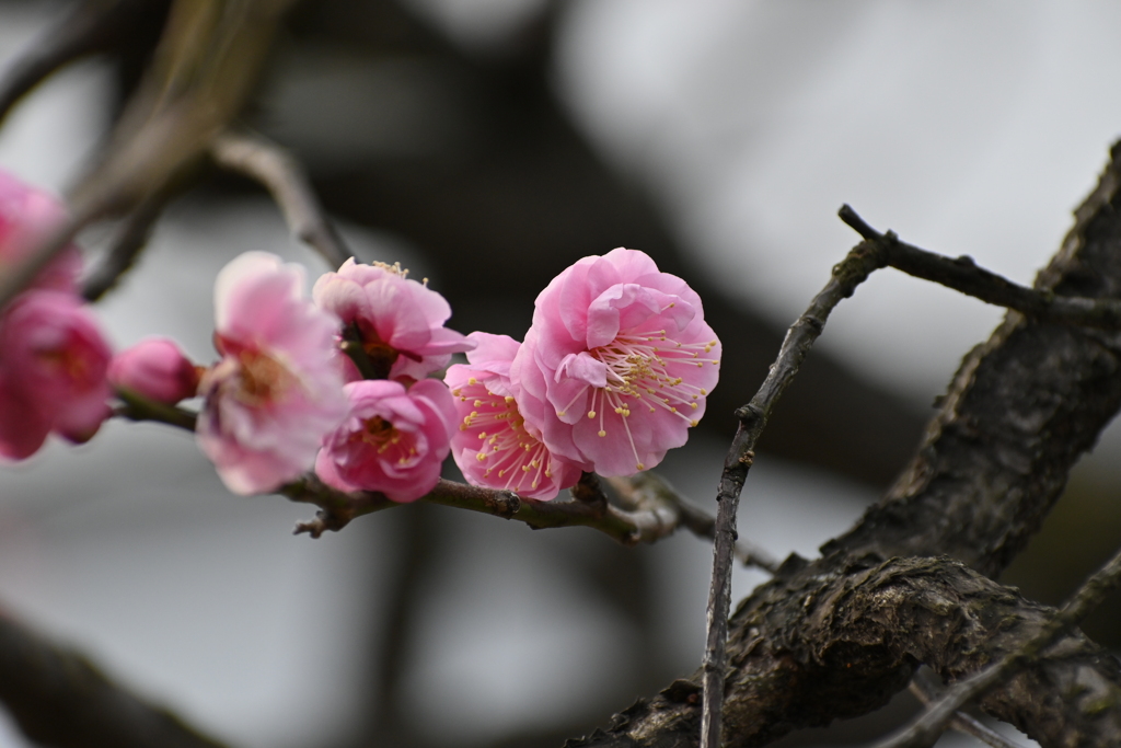 公園の梅試し撮りその６