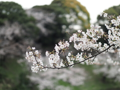 千鳥ヶ淵周辺散策その７
