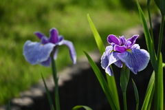 堀切菖蒲園その７