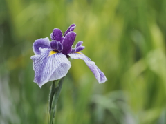 堀切菖蒲園その２１