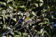 メジロさんその１