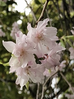 近所の枝垂れ桜1