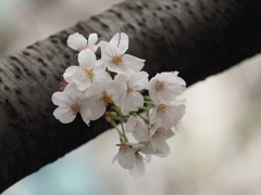 京急蒲田駅周辺の桜その１２