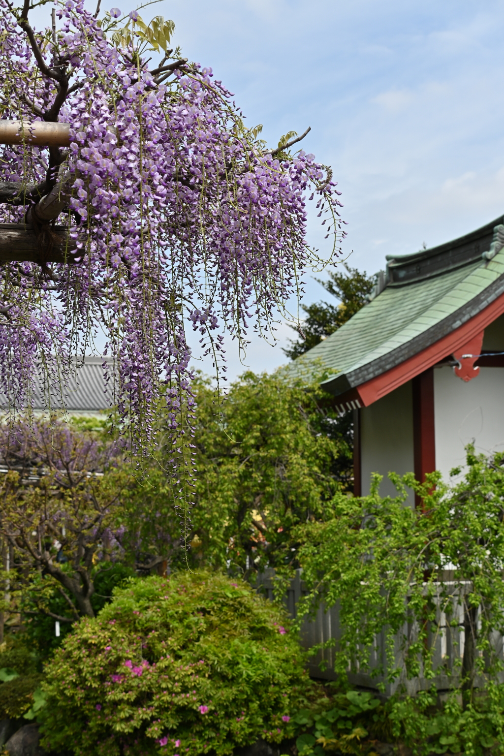 亀戸天神の藤棚その１５