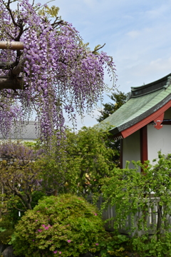 亀戸天神の藤棚その１５