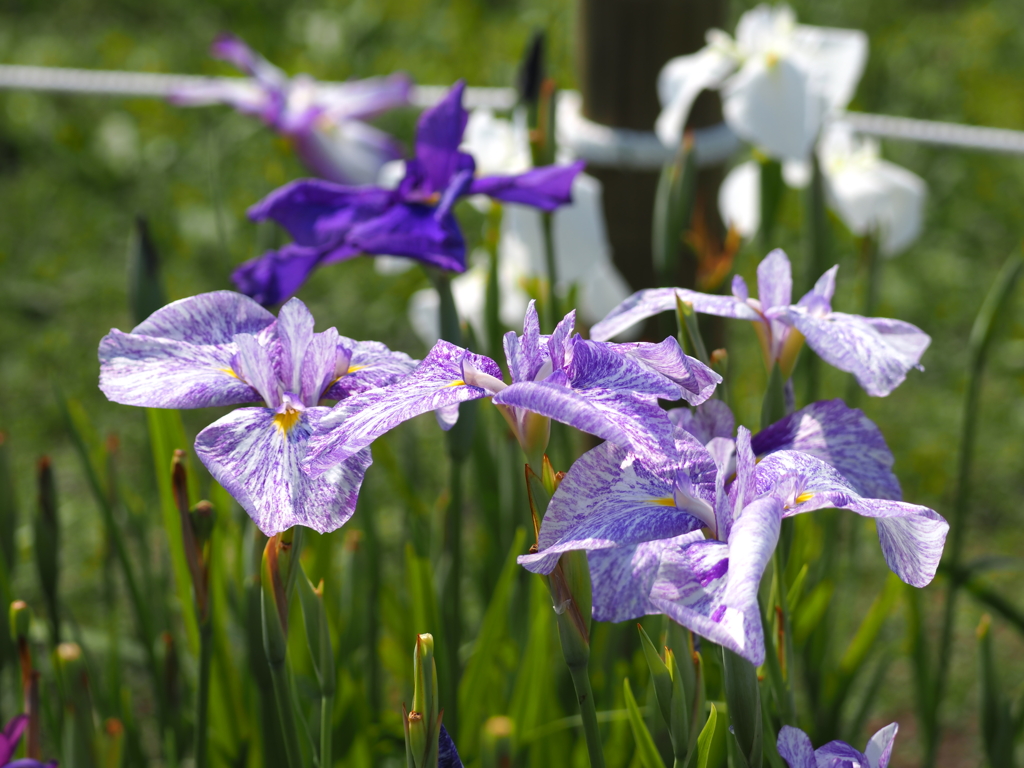 堀切水辺公園その７