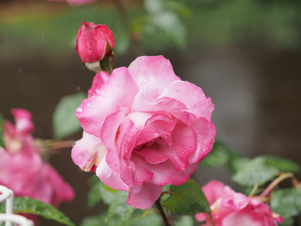 バラ園のバラその４