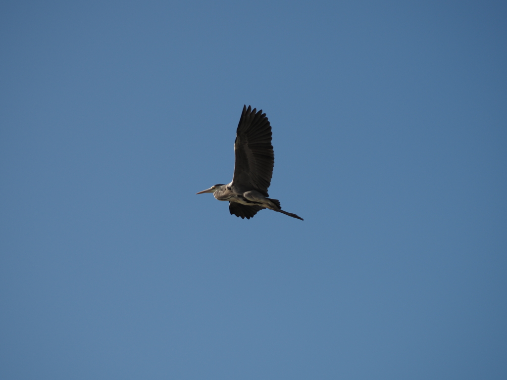 都会の空を羽ばたく