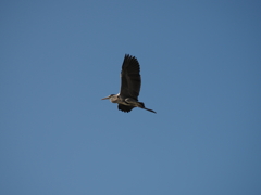 都会の空を羽ばたく