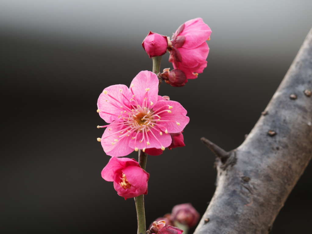 梅の花その３