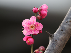 梅の花その３