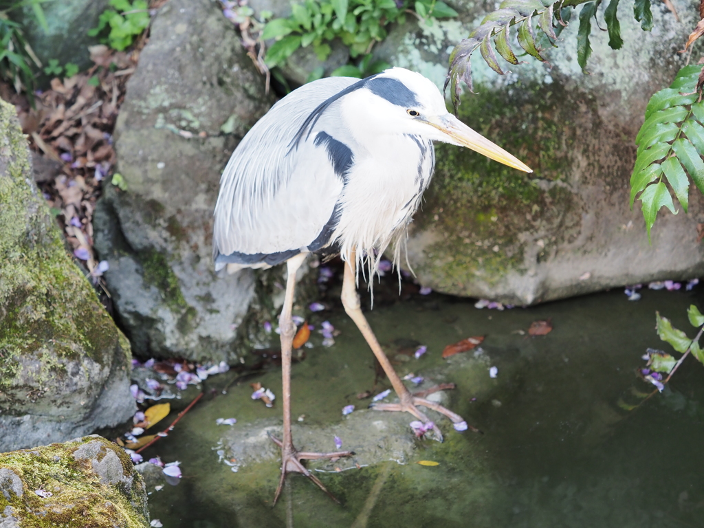亀戸天神のサギその３