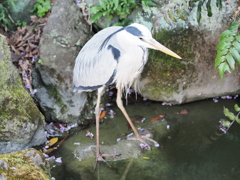 亀戸天神のサギその３