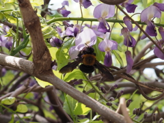 飛んでいたので撮影しました
