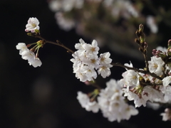 夜桜その４