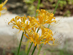 西方寺の彼岸花その７