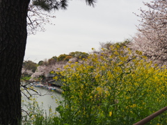 千鳥ヶ淵周辺散策その１３