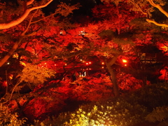八芳園イルミネーションその１１