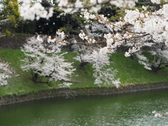 千鳥ヶ淵周辺散策その８