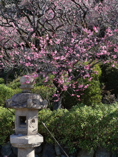 池上梅園その3