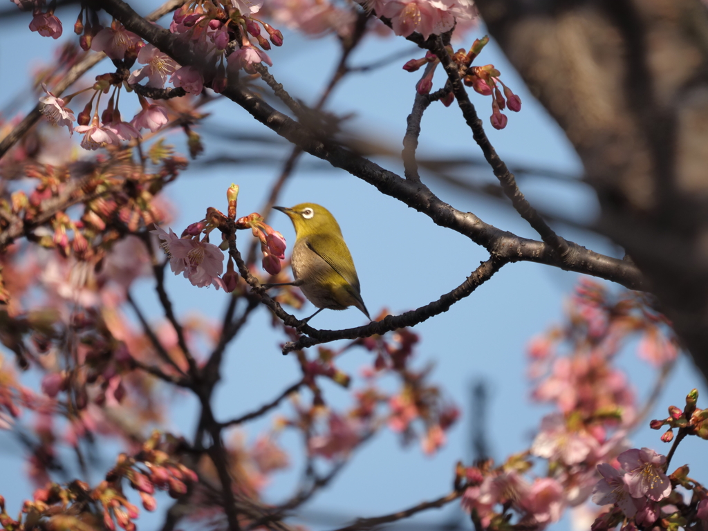 今年初のメジロさん