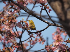 今年初のメジロさん