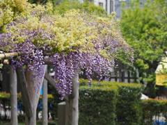 亀戸天神藤棚その１０