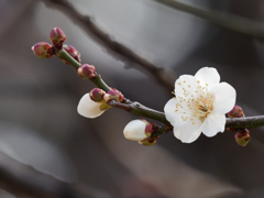 梅の花その６