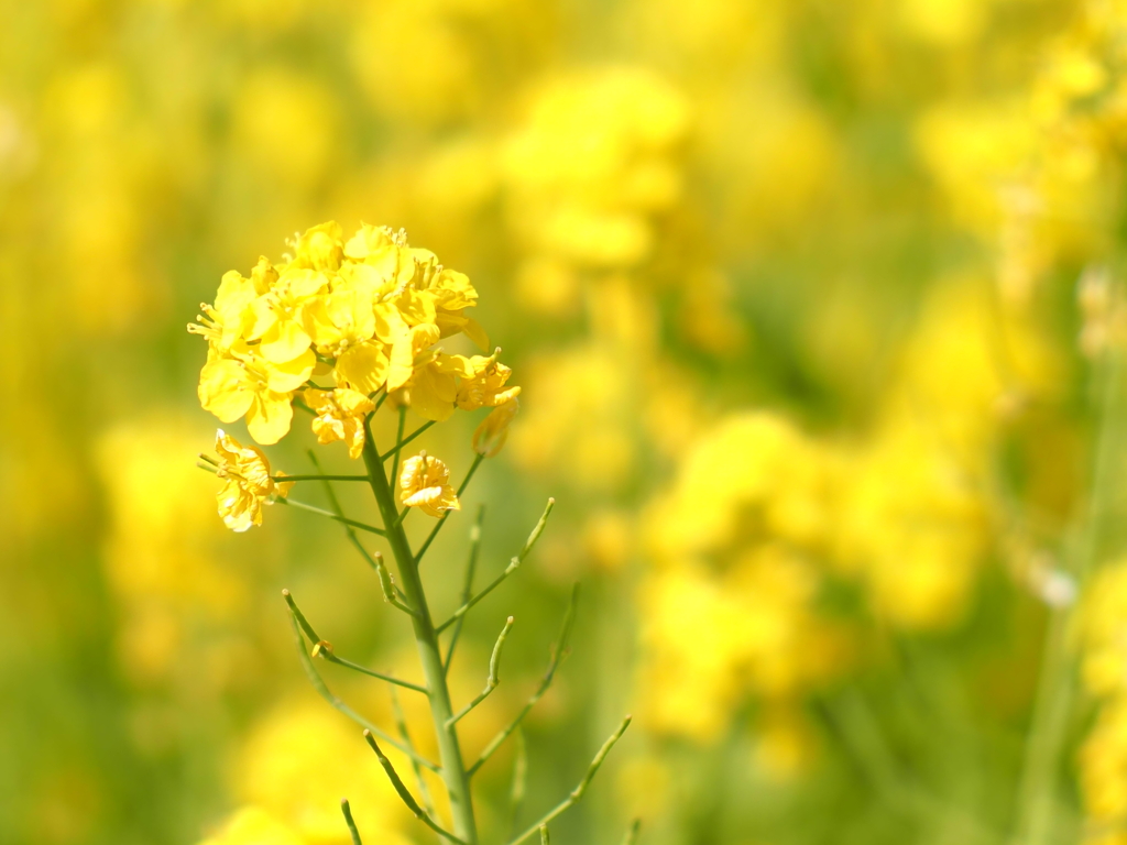 菜の花畑その１