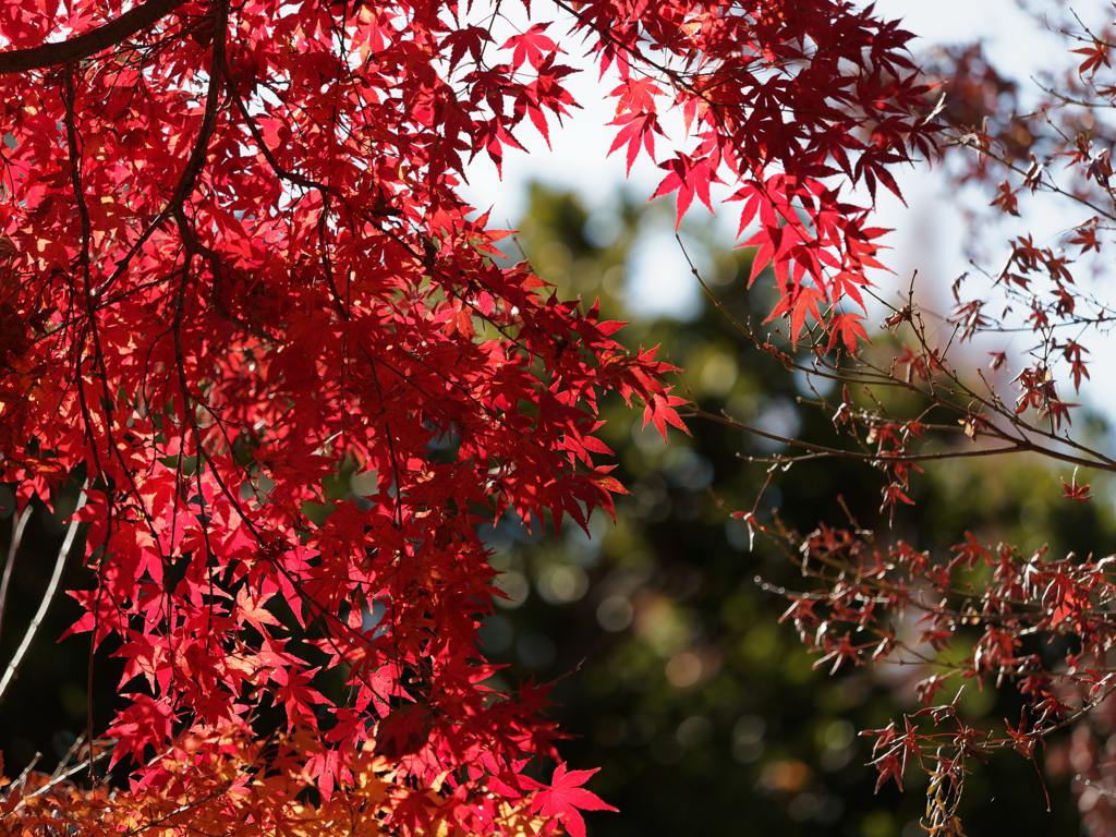 紅葉その７
