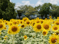 座間のひまわりその２