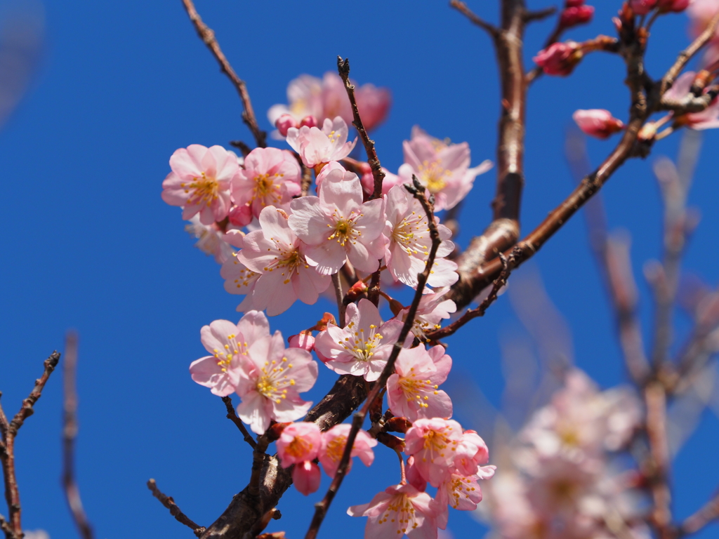 桜？その４