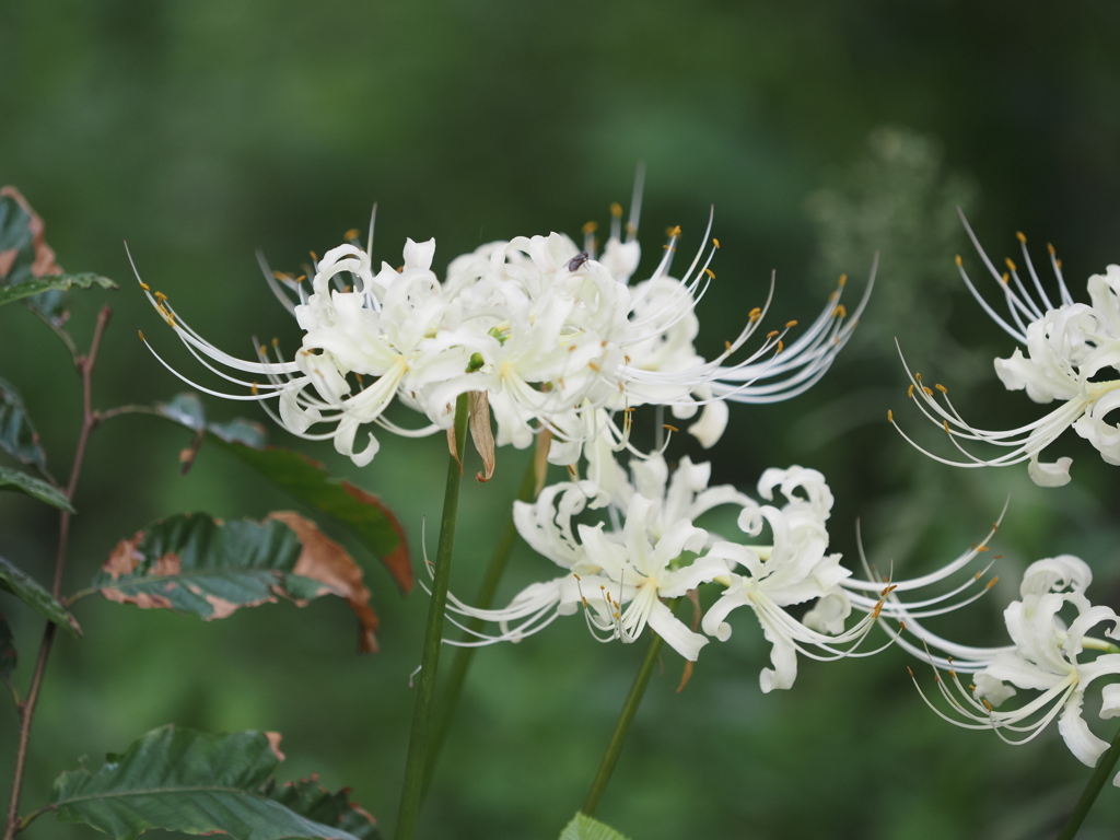 白い彼岸花その2