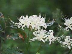 白い彼岸花その2
