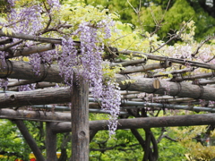 亀戸天神藤棚その４