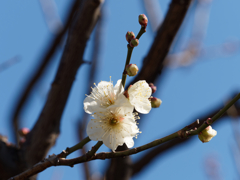 亀戸天神の梅の花その４
