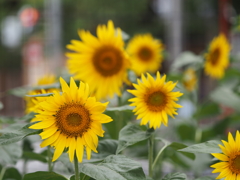 ひまわりその２