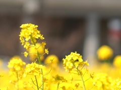 菜の花畑その２