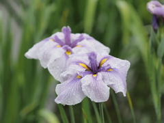 堀切菖蒲園その１９