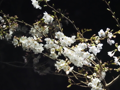 夜桜その７