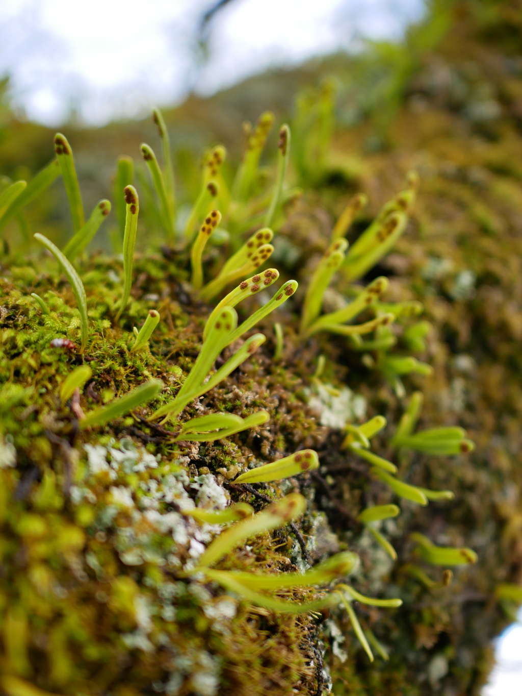 ニョロニョロ？