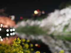 千鳥ヶ淵にてその３