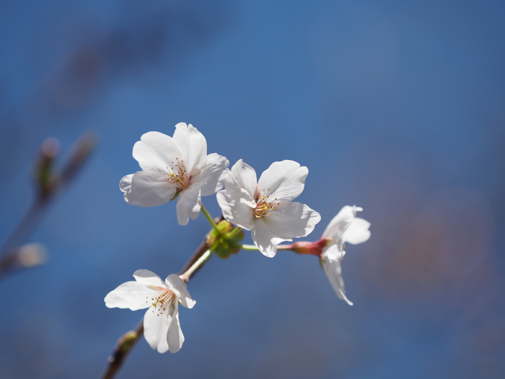 桜その３