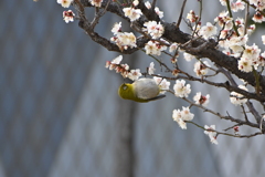 ウメジロウその６