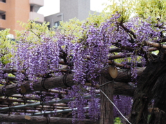 亀戸天神藤棚その１８