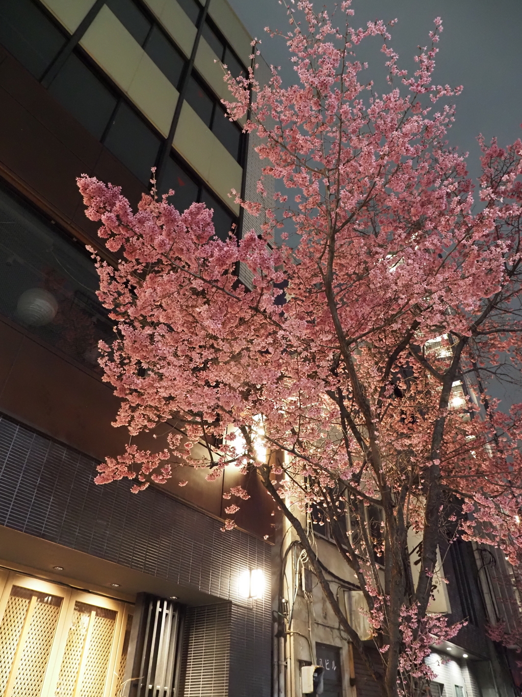 オカメザクラその１