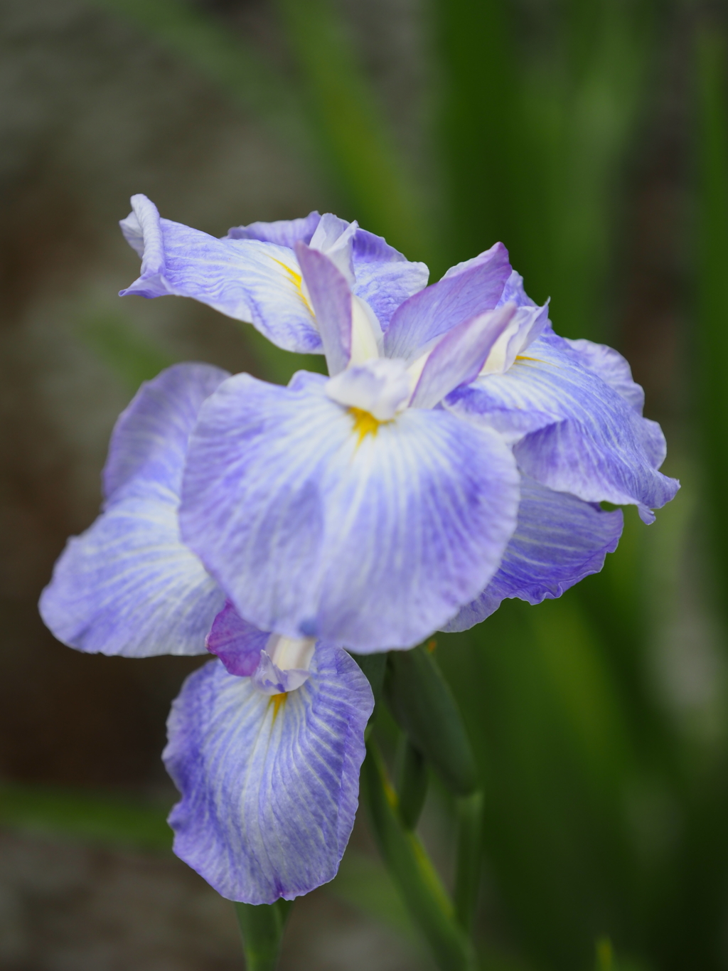 堀切菖蒲園２０２０その４