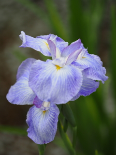 堀切菖蒲園２０２０その４