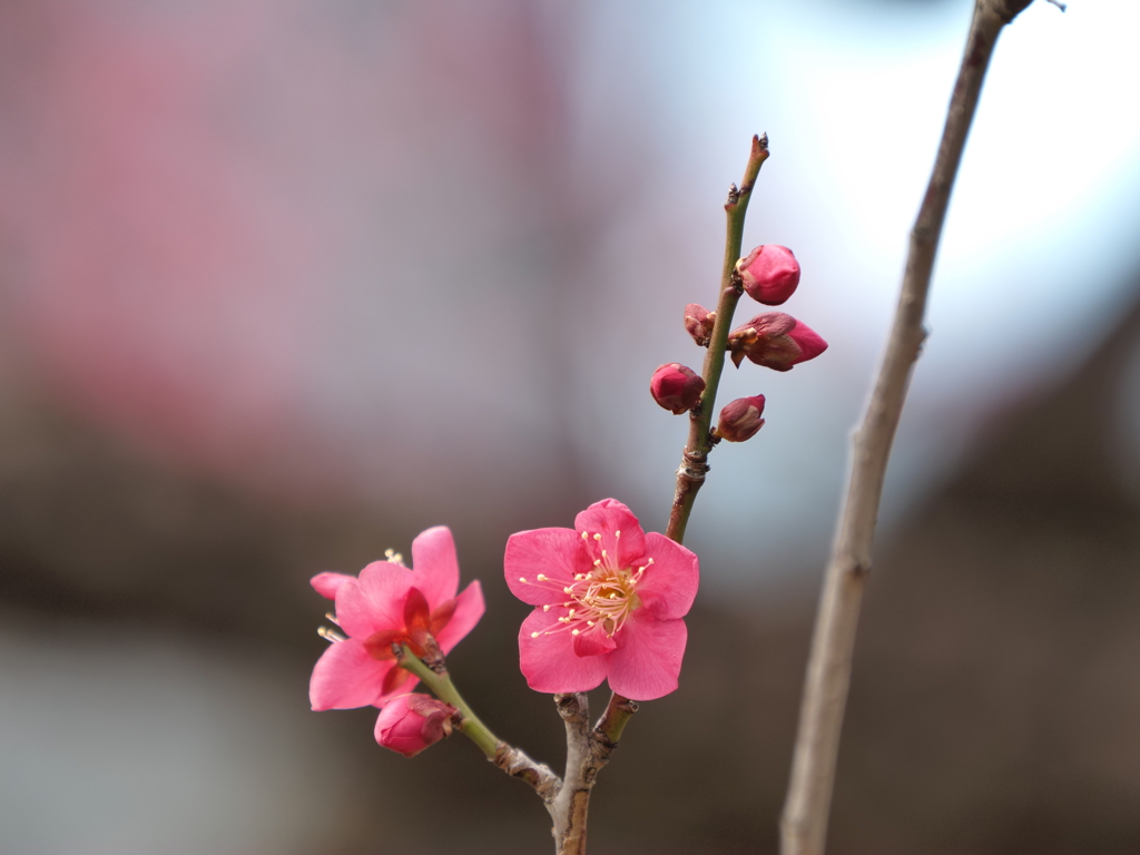 浜離宮恩賜公園の梅の花その９